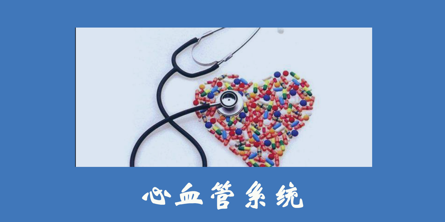 心血管系統(tǒng)